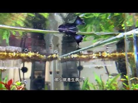 魚一直死風水|養魚風水指南：位置高度與飼養條數大公開 